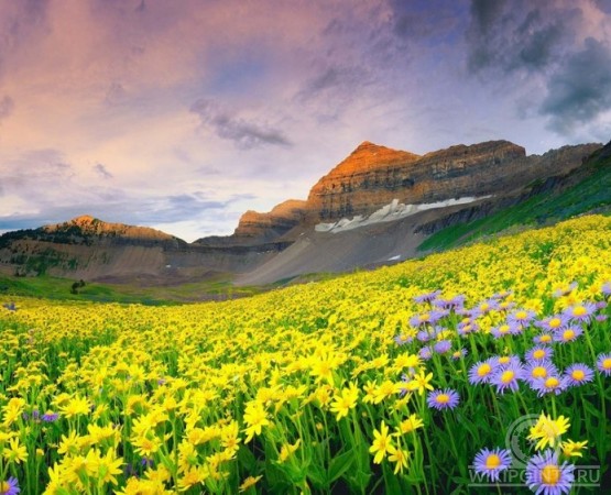 Долина цветов на wikipoints.ru