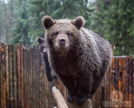 Зоокомплекс Три Медведя на wikipoints.ru