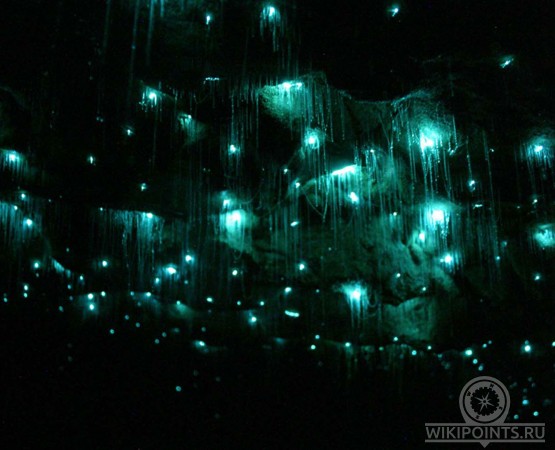 Пещера светлячков на wikipoints.ru