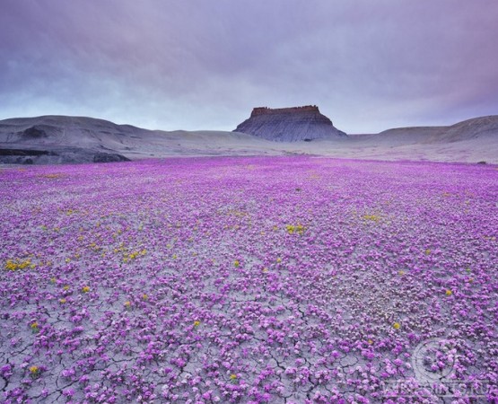 Цветущая пустыня Анза Боррего на wikipoints.ru