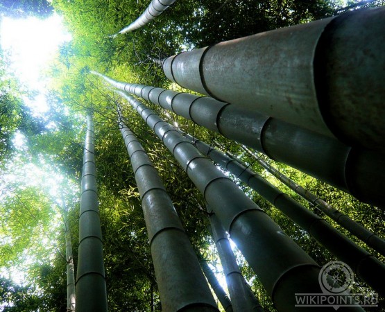 Бамбуковый лес Сагано на wikipoints.ru