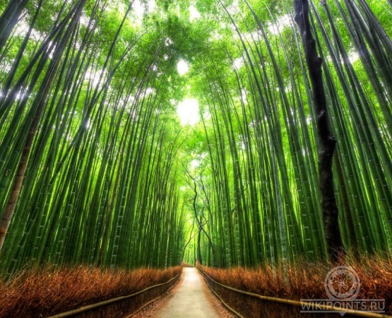 Бамбуковый лес Сагано на wikipoints.ru