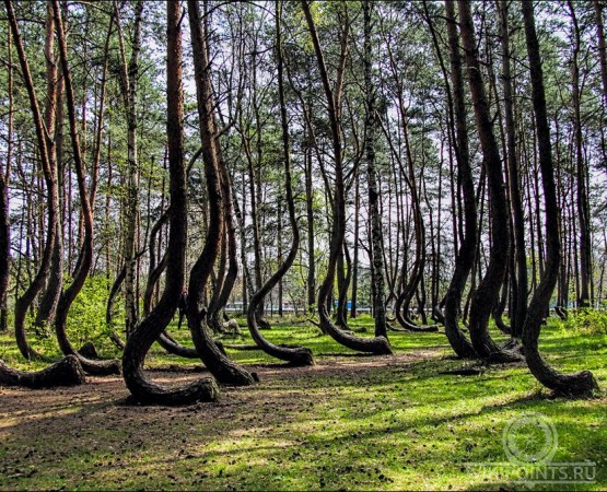 Кривой лес на wikipoints.ru