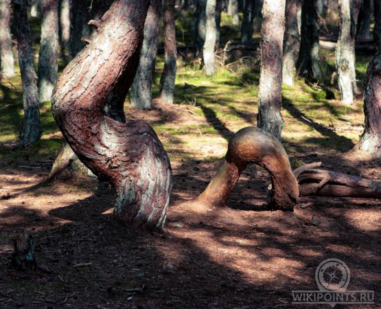 Танцующий лес на wikipoints.ru