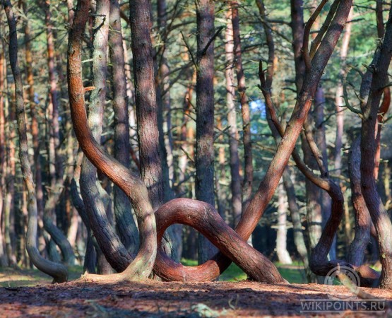Танцующий лес на wikipoints.ru